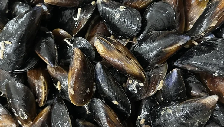 Midye yetiştiriciliği sektörü masaya yatırıldı