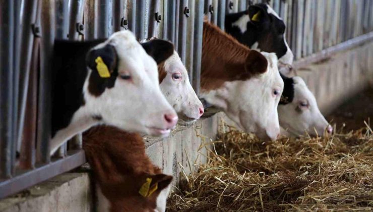 Kırsal Kalkınma Yatırımları Desteklemelerinde başvuru süresi 30 Haziran’a uzatıldı